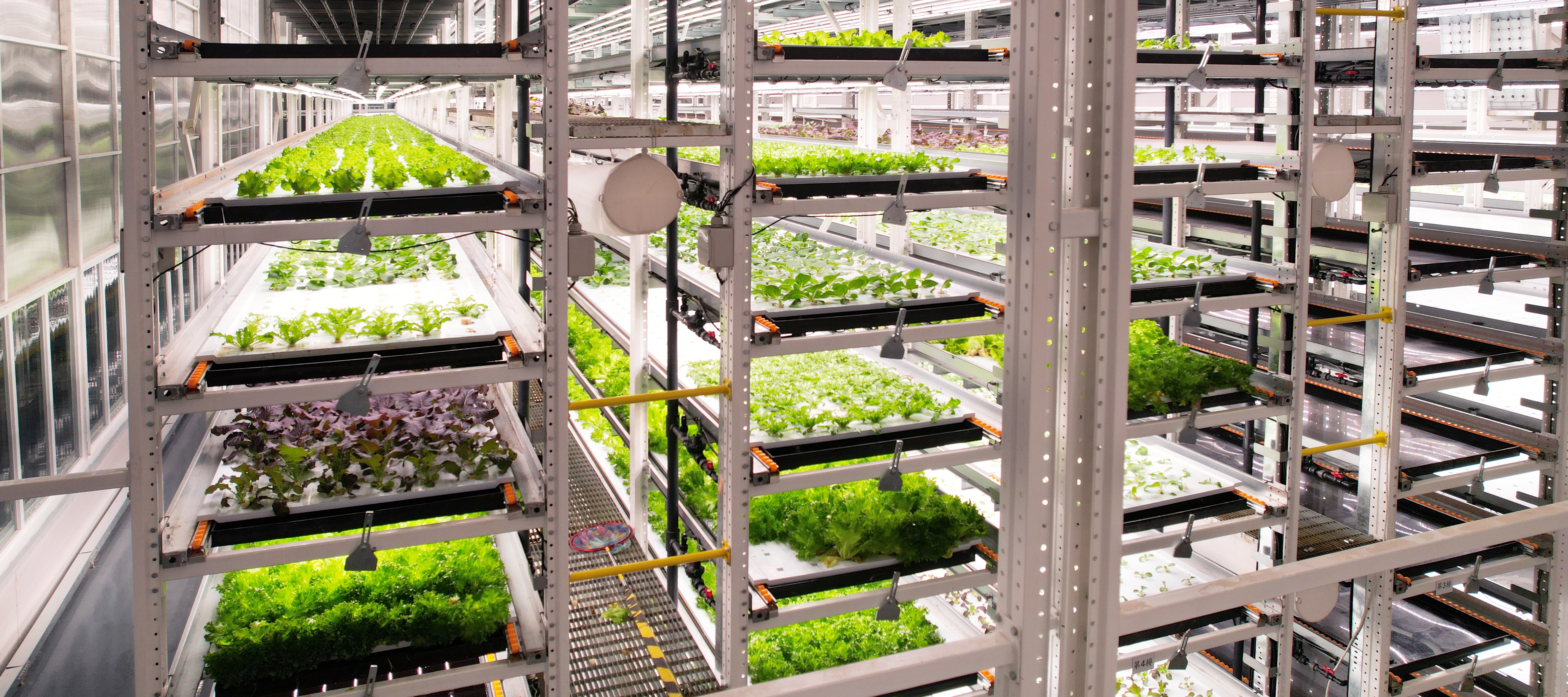 威廉希尔官网植物工厂蔬菜20231206 (2)_看图王.JPG